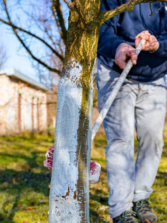 রাস্তার ধারের গাছগুলিতে কেন করা হয় সাদা রং? জানলে চমকে যাবেন