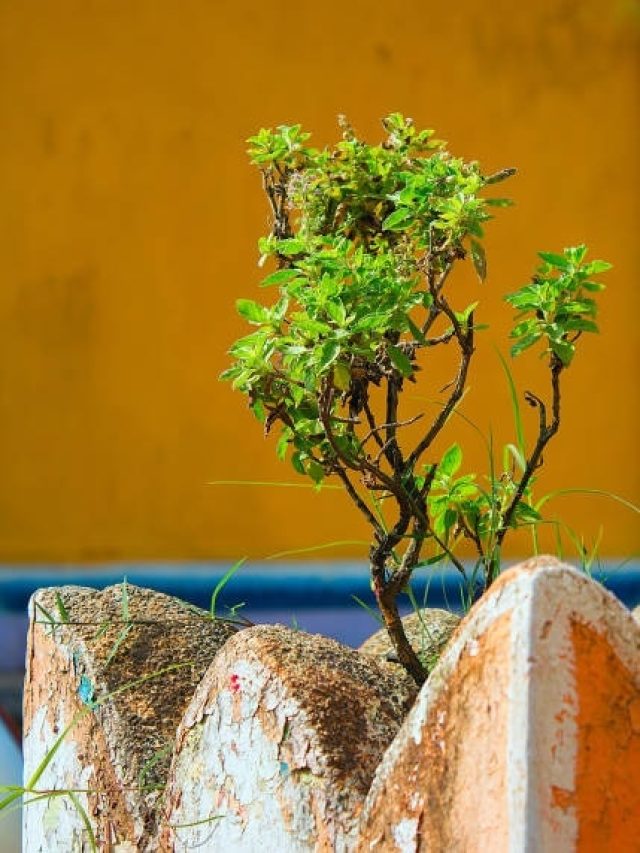 अशुभ है तुलसी के पौधे से जुड़ा ये संकेत, घर में आ जाएगी गरीबी