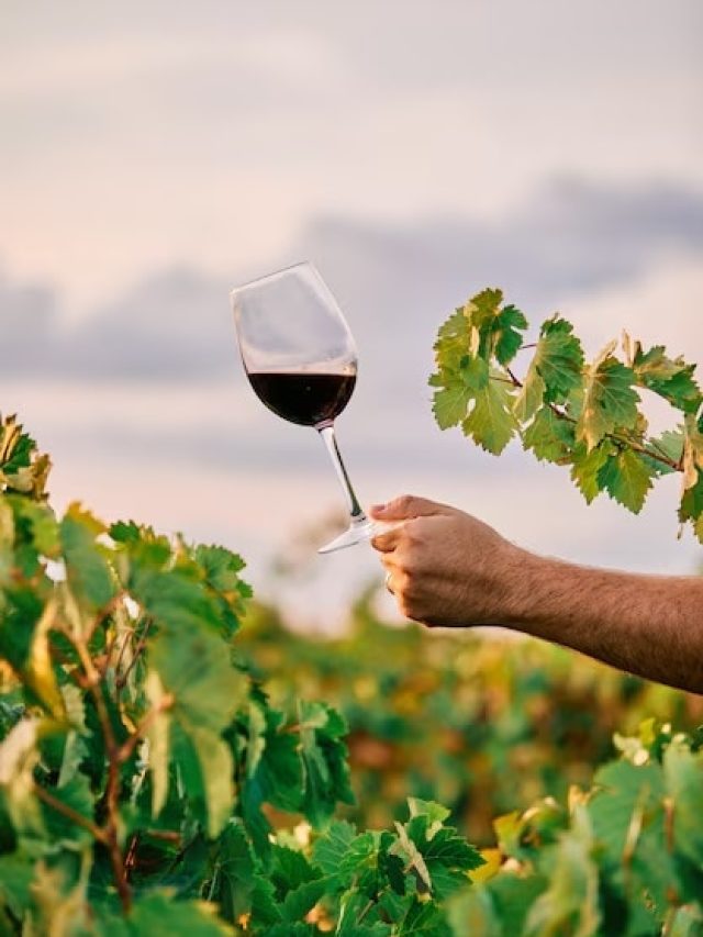 क्यों होती है वाइन के गिलास में ये डंडी? बहुत कम लोग जानते हैं इसका लॉजिक