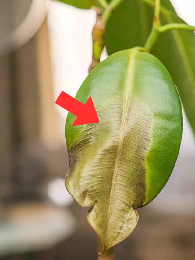 গাছের কোন সার প্রয়োজন, পাতার রঙ দেখেই বলে দিন এভাবে