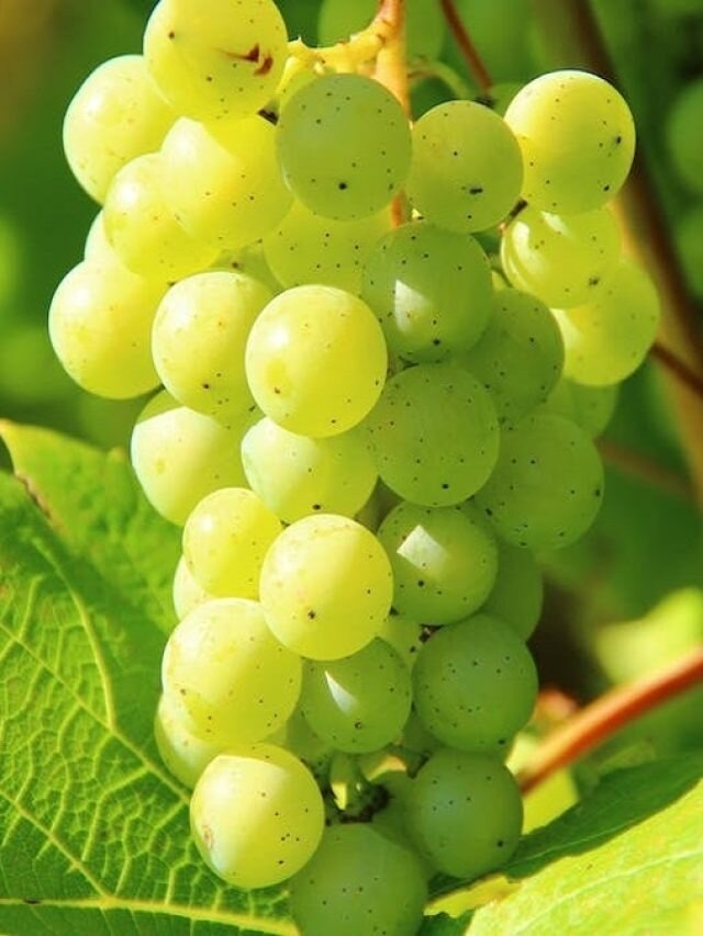 কেমিক্যালে মেশানো আঙুর, এভাবে করুন রাসায়নিক মুক্ত