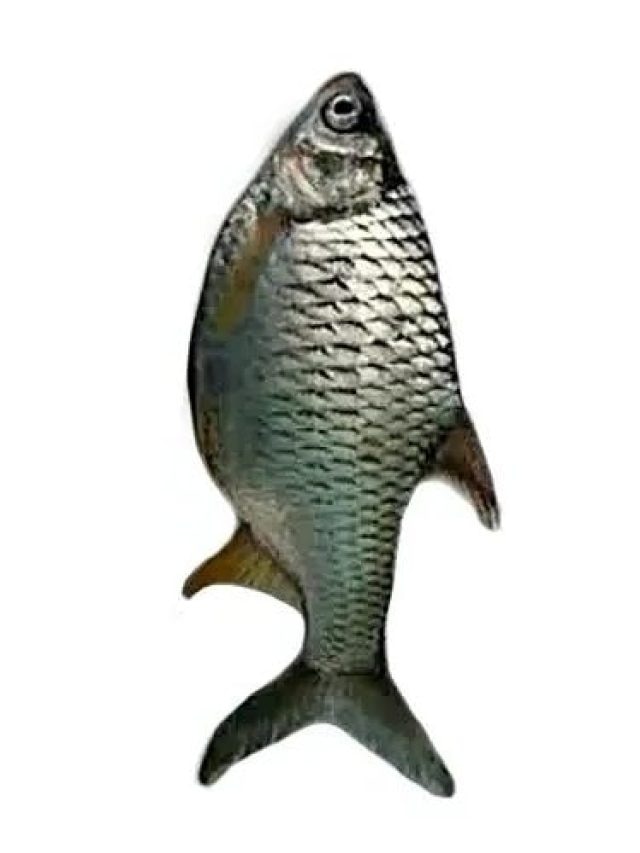 এই মাছ পুরুষদের বানায় 'হট্টা কাট্টা', পাতে পড়লেই হবেন লৌহ পুরুষ