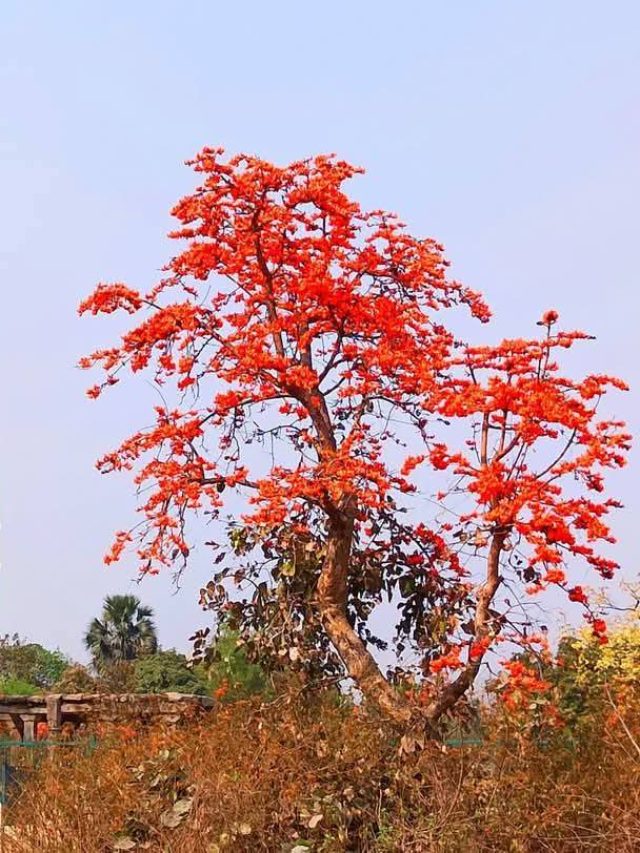 পুরুলিয়া-বাঁকুড়ায় পলাশ ফুল দেখার সেরা ১০ জায়গা, জেনে নিন