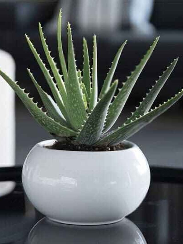 বাড়ির ঠিক এদিকে অ্যালোভেরা গাছ রাখুন, গাড়ি-বাড়ি হবেই