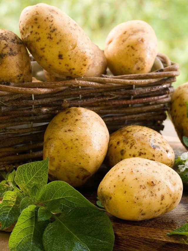 पोषक तत्व से भरपूर उर्वरक बढ़ाएगा आलू का साइज, होगा तगड़ा उत्पादन