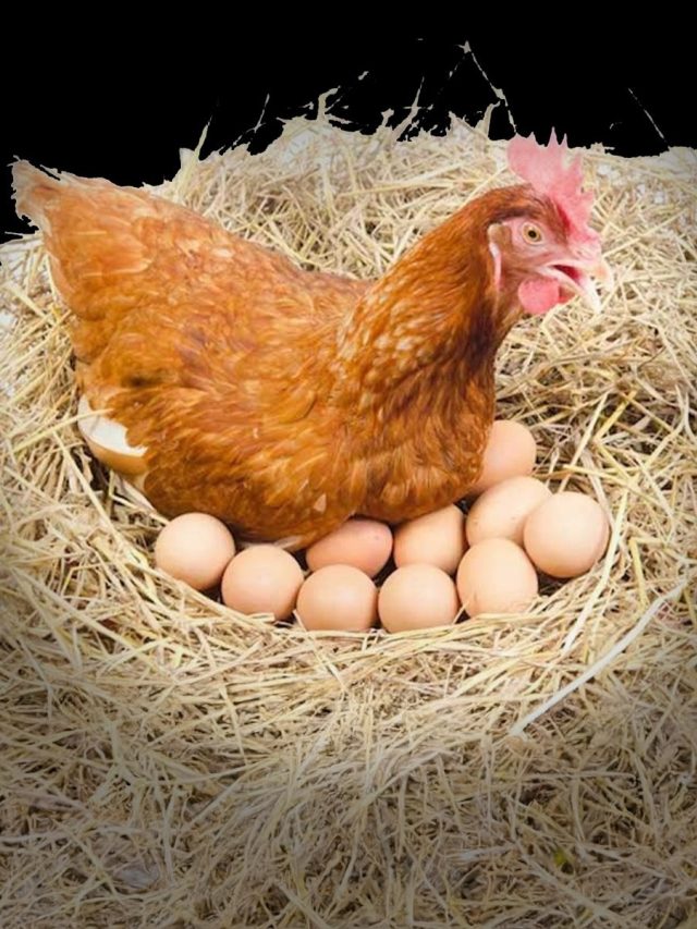 ভারত-চিন সীমান্তে একটি মুরগি ডিম পাড়লে ডিমটি কার হবে?