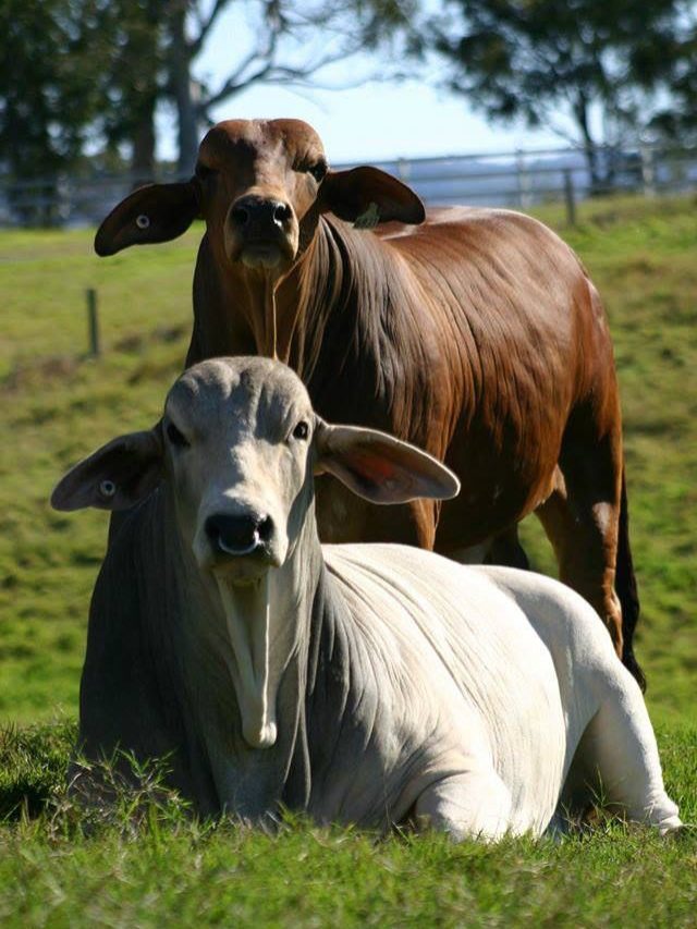 गाय-भैंस को बांझपन से बचाना है? काम आएंगे ये टिप्स