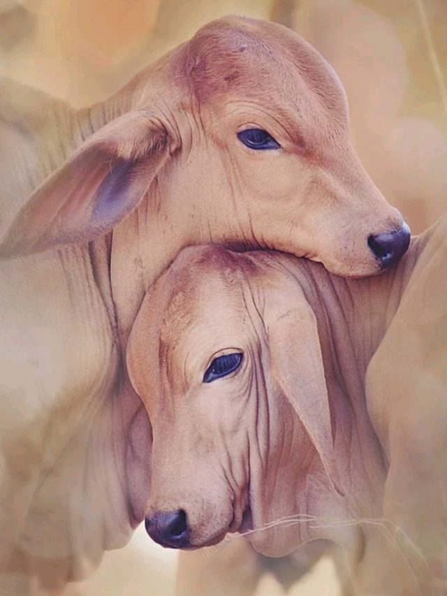 दुधारू पशुओं की कैसे करें पहचान? बेहद आसान है तरीका