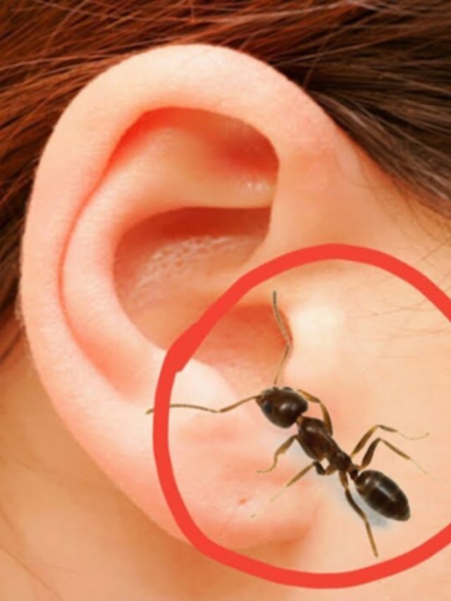 কানে পিঁপড়ে ঢুকলে কী করবেন? মিনিটেই ভাগান এই সহজ ট্রিকসে
