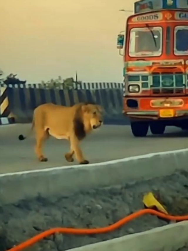 Video: अचानक ट्रक के सामने आ गया शेर, हाईवे पर लोगों की सांसें अटकी