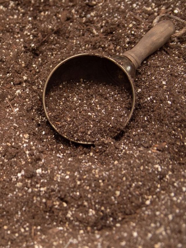 कैसे और कितना इस्तेमाल करें वर्मी कंपोस्ट? यहां समझिए