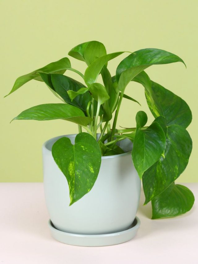 मनी प्लांट में पानी देते समय डालें ये एक चीज, तेजी से होगी ग्रोथ!