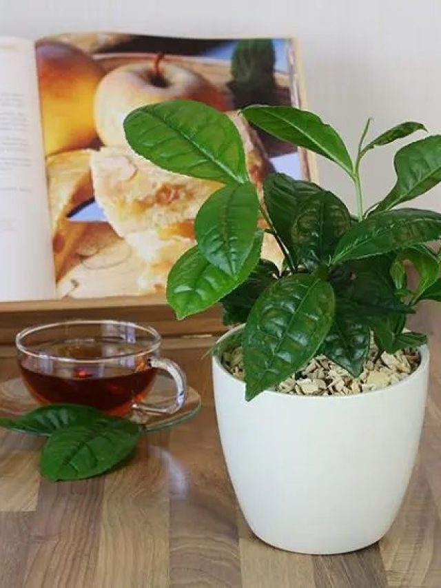 Growing Tea: गमले में उगा सकते हैं चाय पत्ती! बस इन बातों का ख्याल रखना जरूरी