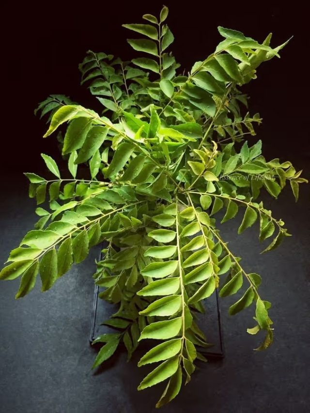 কারিপাতা গাছ বাড়ির টবে পুঁতে রেখেছেন? কী হয় জানুন