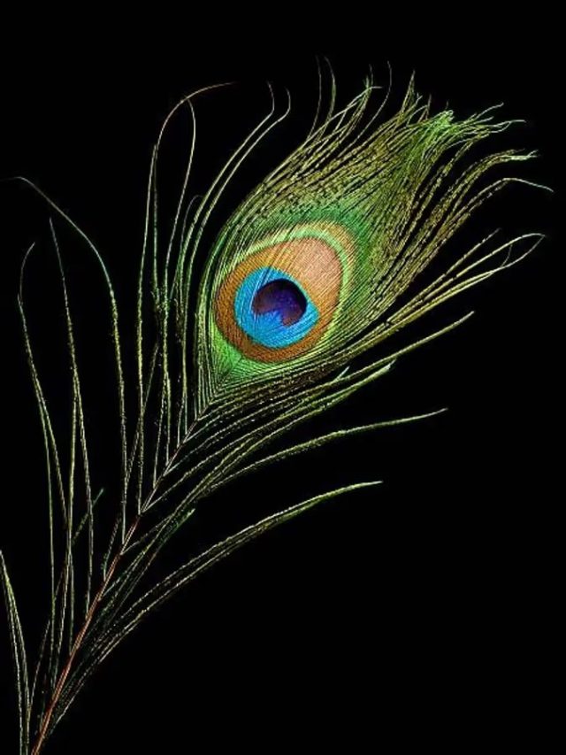 বাড়ির এই স্থানে রাখুন ময়ূরের পালক, গাড়ি- বাড়ি- বিলাসবহুল জীবন পাবেন