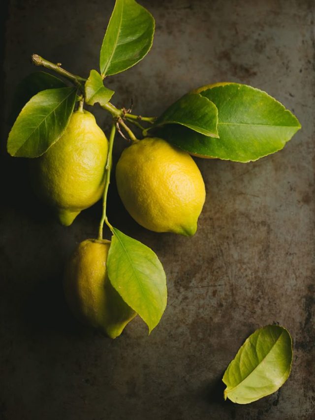 गर्मियों में संजीवनी है नींबू, जानें गमले में उगाने का तरीका...