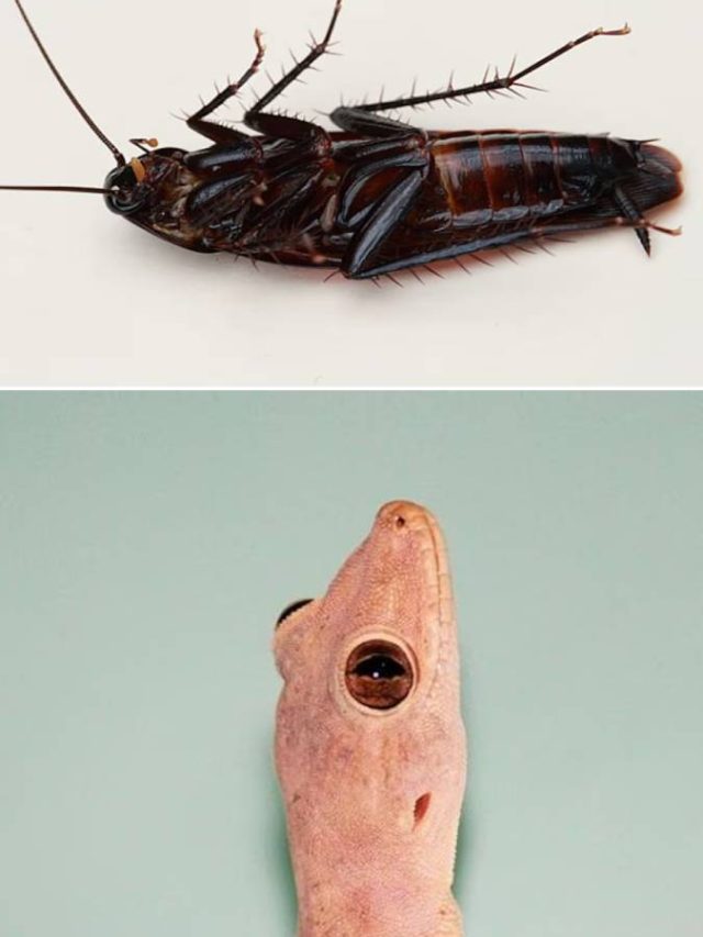 ১০ টাকার এই জিনিসেই সাফ আরশোলা-টিকটিকি,  রইল টিপস