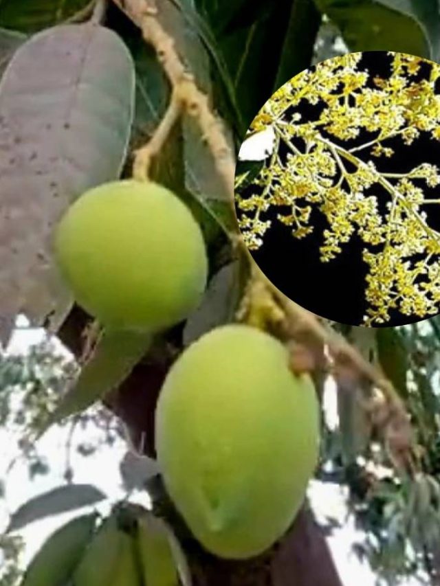 আমের মুকুল ঝড়বে না, এখনই করুন এই কাজ