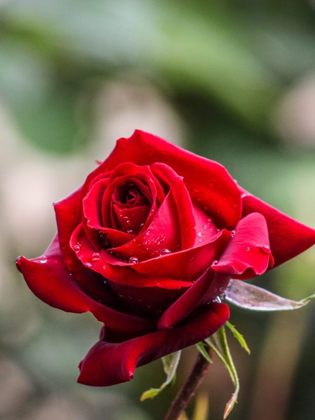 वो मेरे साथ है बचपन की आदतों की तरह... वैलेंटाइन डे पर शायरी से करें प्यार का इजहार