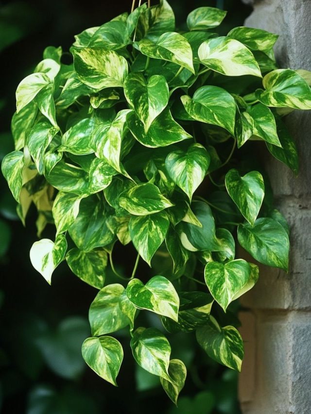 मनी प्लांट को रखना है हेल्दी, तो ऐसे बनाएं खाद, आसान है तरीका