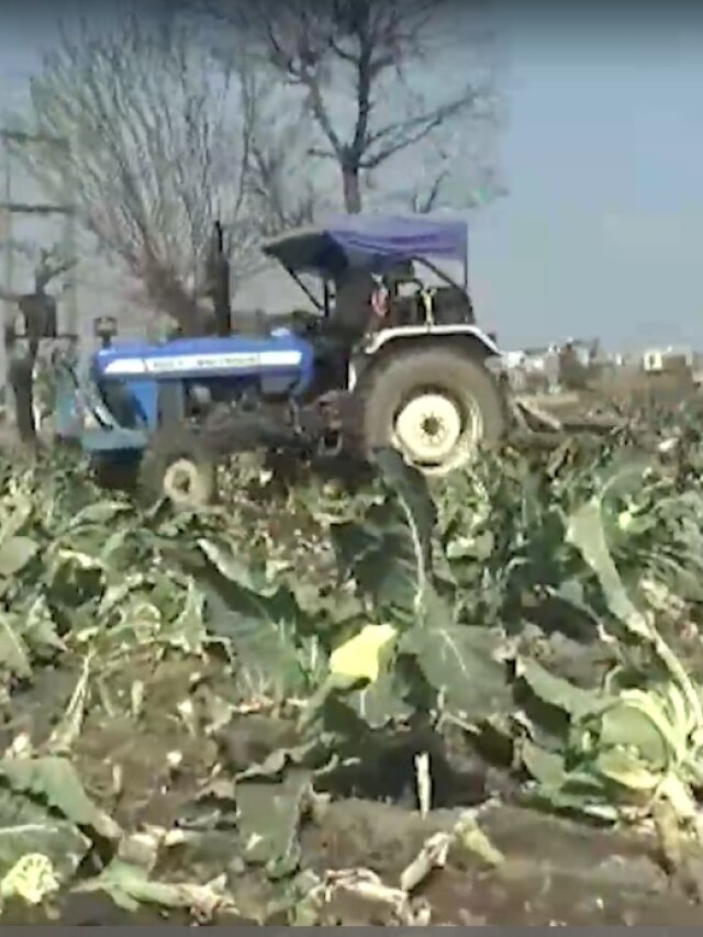 खेत में खड़ी गोभी पर चलवाया ट्रैक्टर, फसल न बिकने से किसान बेहाल, Video