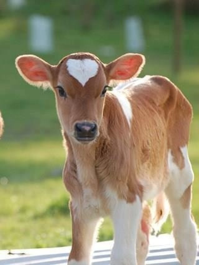 पशुपालकों के लिए बेस्ट हैं ये सबसे छोटी भारतीय गाय, जान लें ऑप्शन्स