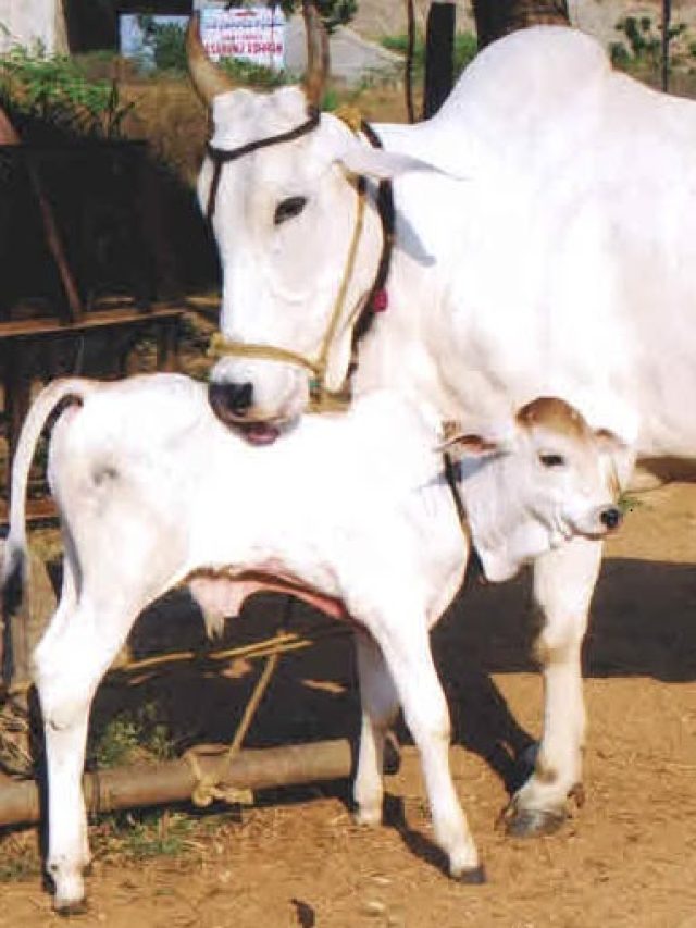 कभी संकट आने पर भी न बेचें ये 3 चीजें, जीवन भर रहेंगे परेशान