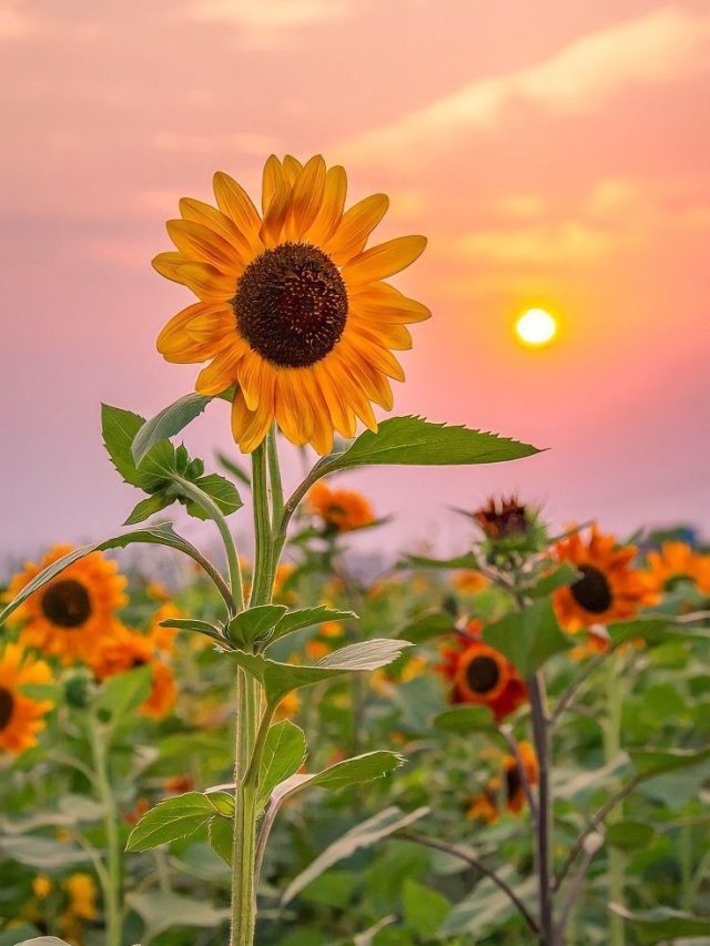 गमले में उगा सकते हैं सूरजमुखी! यहां जानिए सही तरीका