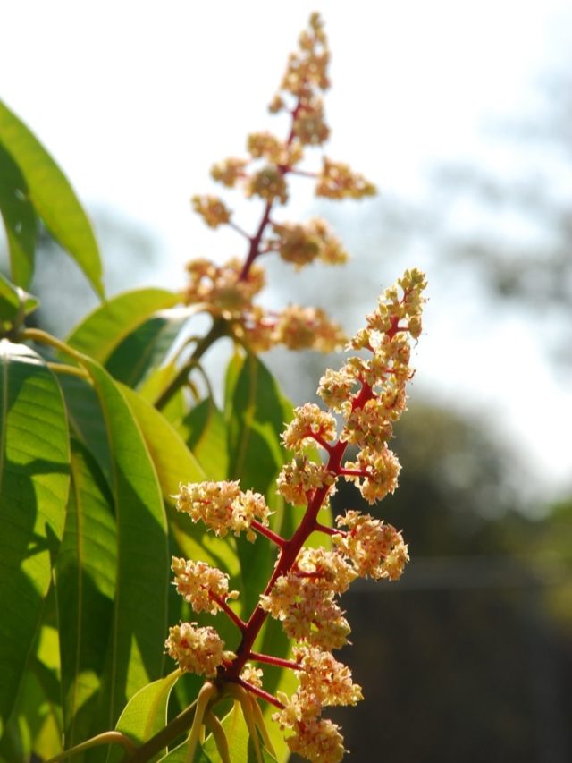 फरवरी में कर लें ये जरूरी काम, वर्ना पेड़ों पर नहीं बचेगा आम...