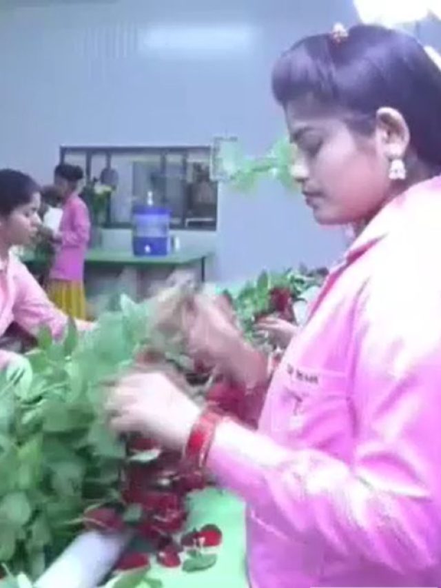 'चले भी आओ कि गुलशन का कारोबार...' वैलेंटाइन वीक में विदेश तक पहुंचे पुणे के फूल