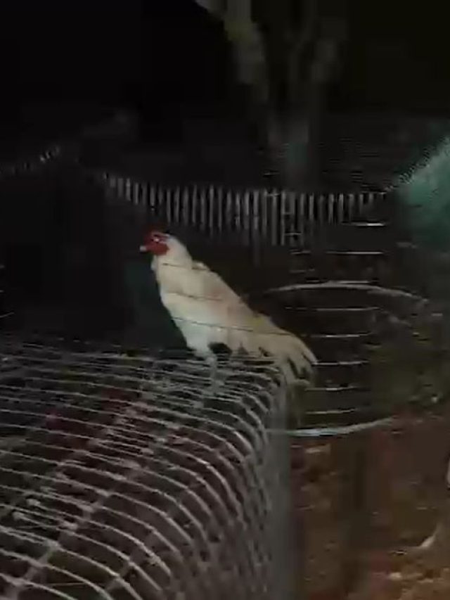 रात का समय और 65 मुर्गों की लड़ाई... फार्म हाउस में चल क्या रहा था?