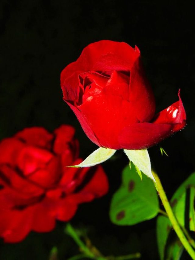 वैलेंटाइन डे पर शायरी से करें प्यार का इजहार... दिल छू लेंगे ये चुनिंदा शेर