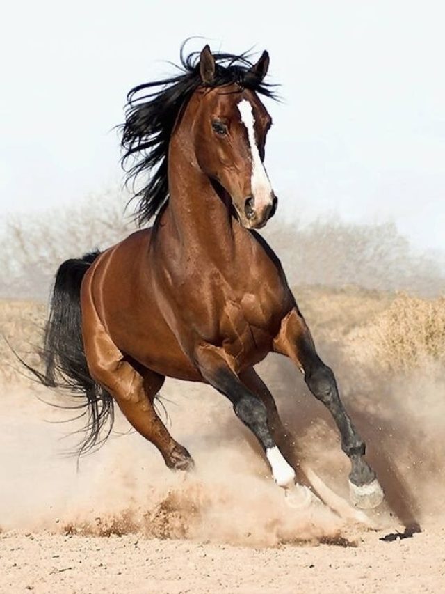 ৬০-এও পারফরম্যান্স হবে ২৫ এর মত, ঘোড়ার মতো ছুটবেন