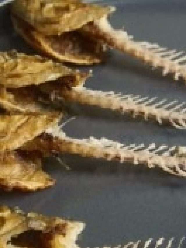 মাছের কাঁটা খেয়ে ফেললে এসব হয়, মাথায় রাখুন