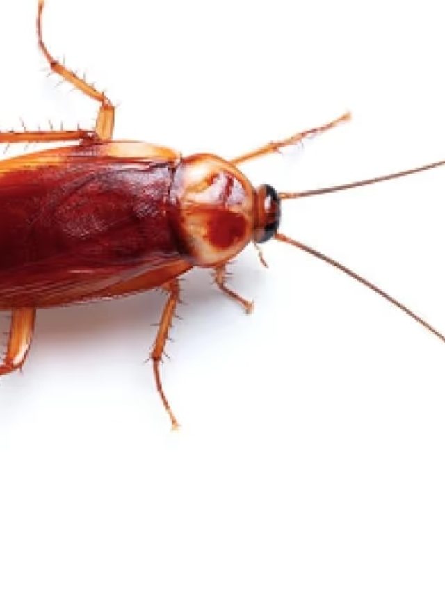 পাঁই পাঁই করে পালাবে আরশোলা, শুধু রেখে দিন রান্নার এই মশলা, আর ঘরে ঢুকবে না