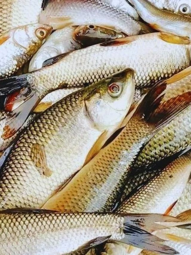 মাছের এই অংশ খেয়ে ফেললেই মরবেন, জেনে রাখুন