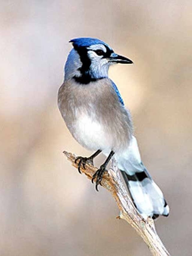 পাখির পায়খানা মাথায় পড়লে এসব হবেই, জেনে রাখুন