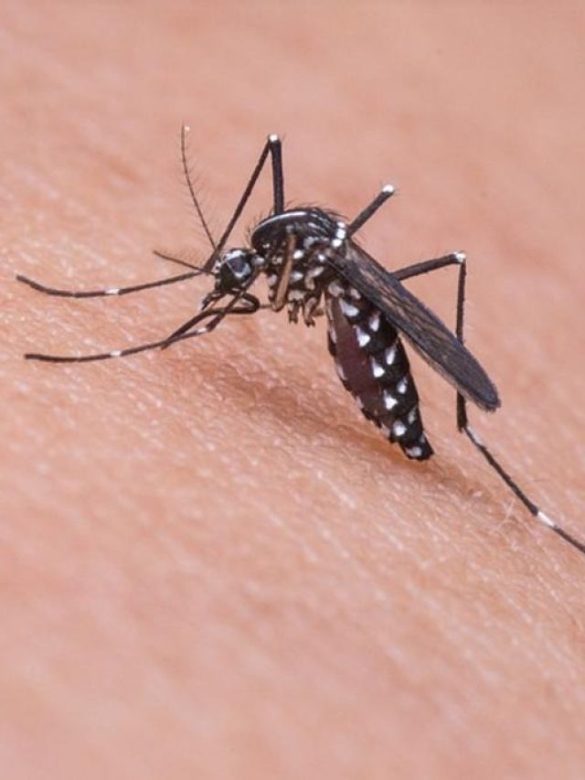 মশা বোঁ বোঁ করে পালাবে, এই ফুল শুধু রেখে দিন,  আর ঢুকবে না ঘরে