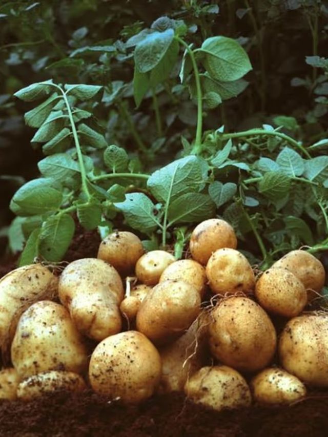 গামলাতেই ফলবে আলু, ঘরে চাষ করার সহজ পদ্ধতি জানলে  খরচ কমবে