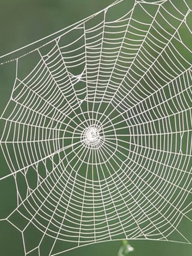 ঘরে মাকড়সার জাল শুভ না অশুভ,  কিসের ইঙ্গিত দেয়, জেনে রাখুন