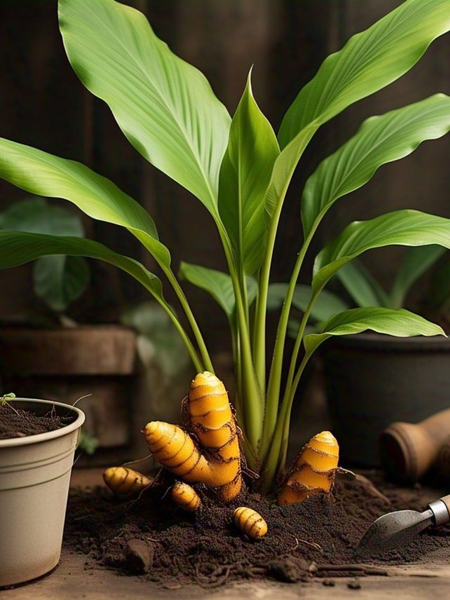 বাড়ির এদিকে হলুদ গাছ রাখলেই খেলা হবে, গাড়ি-বাড়ি সব পাবেন