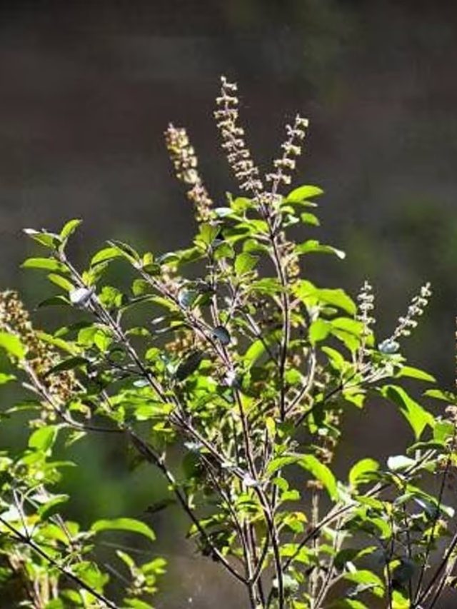 তুলসী গাছ ঘরের এই দিকে রাখলেই ঘোর অমঙ্গল, কোন দিকে রাখা শুভ, জানুন