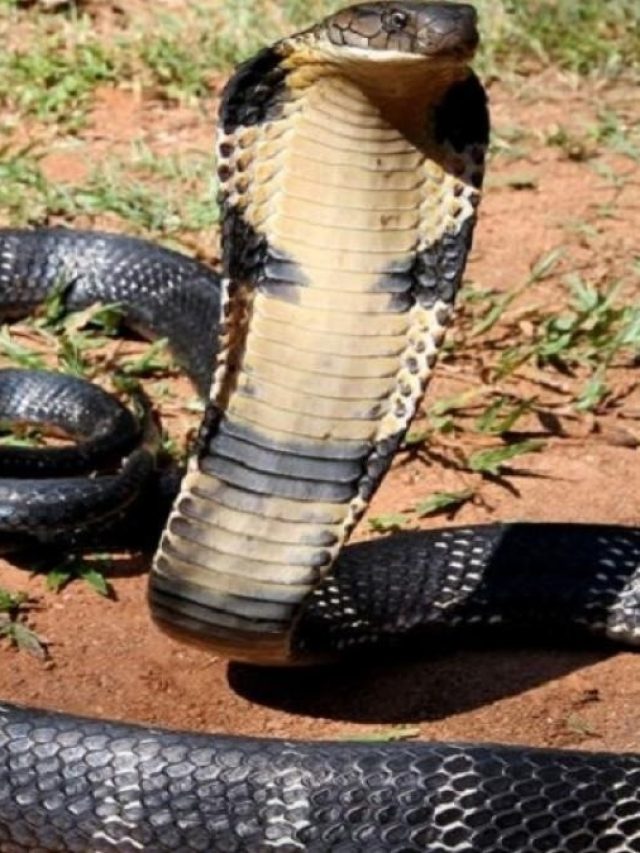 শীতেও সাপ আসতে পারে, বাড়ির আশপাশে এই জিনিসগুলি থাকলে সরিয়ে দিন