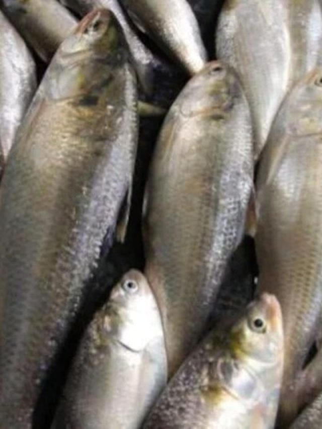 সস্তায় ভাল মাছ পাওয়া যায় কলকাতার এই দোকানে, রইল ঠিকানা