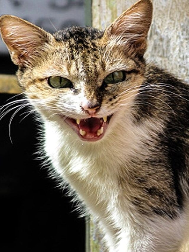 বিড়াল কীভাবে বাঘের মাসি হল? সত্যিটা বহু মানুষই জানেন না