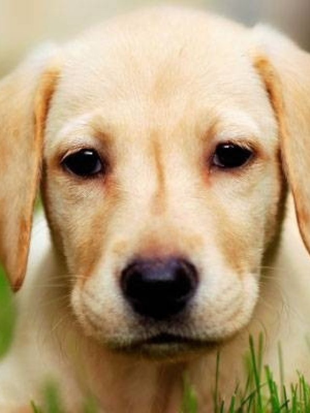 অশুভ নয়, কুকুর কাঁদলে এই ইঙ্গিত দেয়, জেনে রাখুন