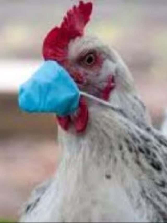 বার্ড ফ্লু রুখতে ডিম মাংস কীভাবে রান্না করে খেতে হবে? ডাক্তারবাবুর টিপস