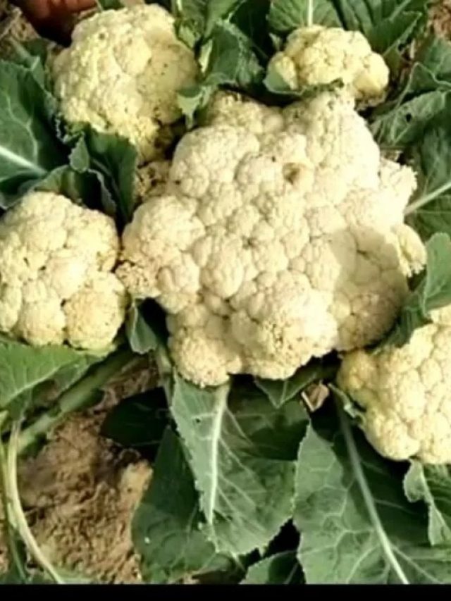 ফুলকপির ডাঁটা চিবিয়ে খেলে কী হয়? জেনে রাখা জরুরি