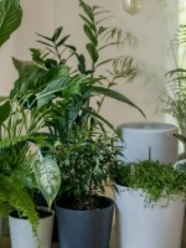 এই ৩ গাছ ঘরে রাখলে মা লক্ষ্মী আসবেই, সুখ টাকা উপচে পড়বে