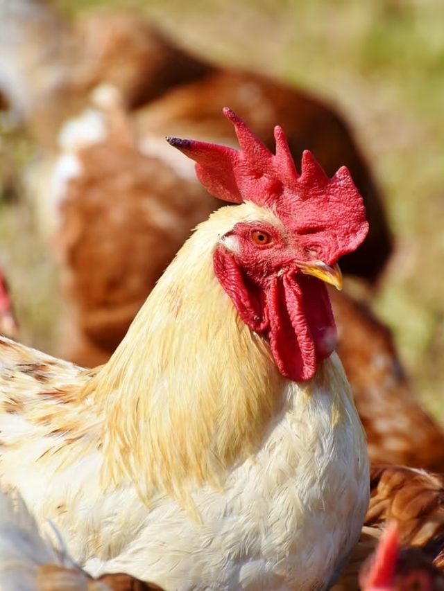 মুরগির এই চারিত্রিক গুণ রপ্ত করলেই সফল পুরুষ, বলছে চাণক্যনীতি